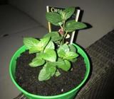 Chocolate Mint in an IKEA pot NEW