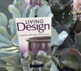 Colyledon Orbiculata Silver Waves Plant/Cuttings