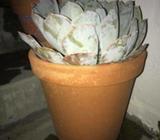 3-year grown Echeveria in a terracotta ceramic pot