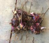 Arrowroot