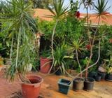 Dracena Marginata Plants