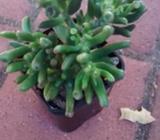 Green succulent