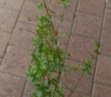 Pomegranate tree