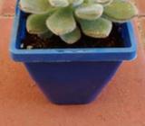 Potted succulent