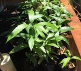 Kensington Mango Seedlings