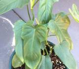 Philodendron bipennifolium