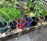 Potted mother in law tongue