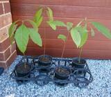 Small Avocado trees. $8 for two plants