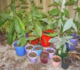 Mango & avocados Trees