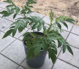 Yellow Bells ( Tecoma Stans )