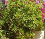 Very large dracenia plant