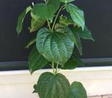 Healthy Betel Plant - Cooking variety