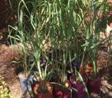 Lemon grass in pot $5