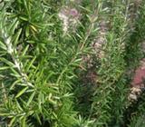 VERY HEALTHY ROSEMARY PLANTS