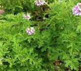 CITRONELLA ( MOSQUITO ) PLANTS