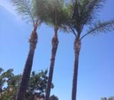 Cocos palm trims for only $50 ea, cut & leave