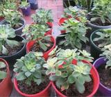 Succulents for sale