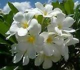 Frangipani cuttings