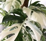 Wanted: WTB monstera