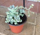 8 Pots of Different Succulents