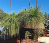 Grass and Ponytail Tree