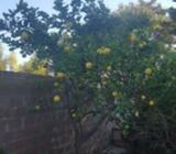 Lemon Tree