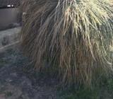Grass trees
