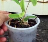 Banksia integrifolia seedlings