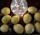 Passionfruit 50cents ea in Warwick