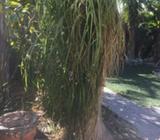 Ponytail Palms x 2 Price is for both