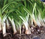 Lots of agapanthus - colours unknown, 5 for $15