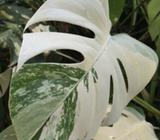 Varigated Monstera