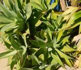Agave's for sale