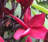Frangipani Plants