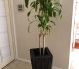 Happy plant in Cane planter