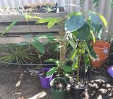 Avocado plants