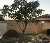 Frangipani for sale