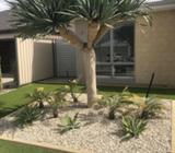 Dragon Tree - Urgent Sale
