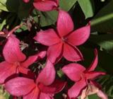Large frangipani cuttings, various colours available
