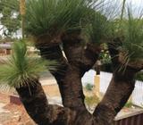 Grass tree - 6 heads