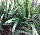 Clivia bulbs