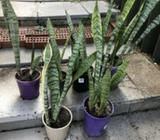 Mother in law tongues