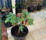 Fig tree