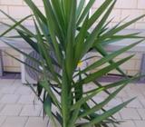 Yukka plant