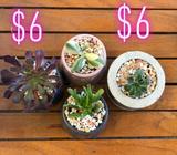 Succulent bowls