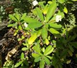 Plant with white flowers