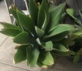 Freshly cut agave