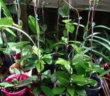 HOYA PLANTS ( CARNOSA , ROYAL HAWAIIAN , FUNGII )