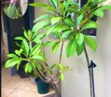 Frangipanis healthy medium size 1-2 metres high. Pink Colour