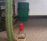 trichocereus bridgesii large spine 60cm